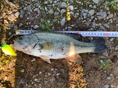 ブラックバスの釣果