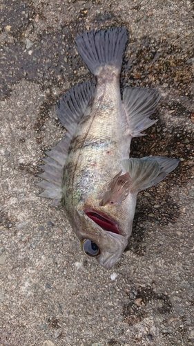 メバルの釣果