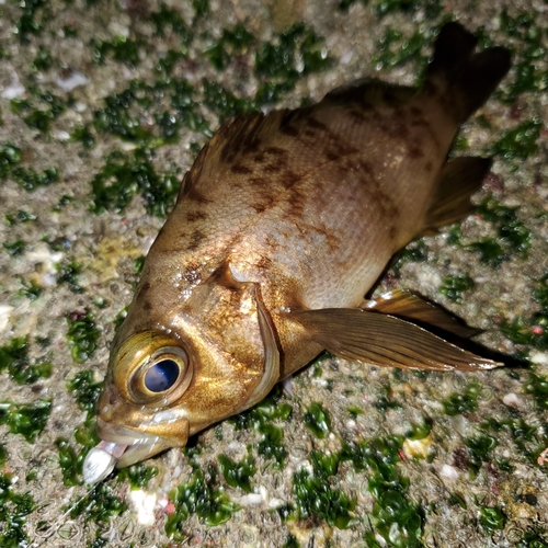 メバルの釣果