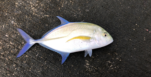 カスミアジの釣果