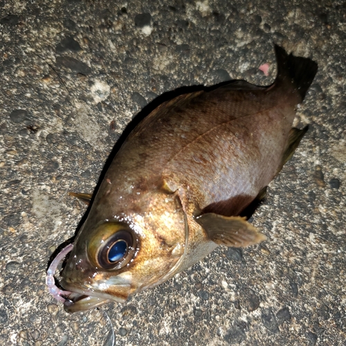 メバルの釣果