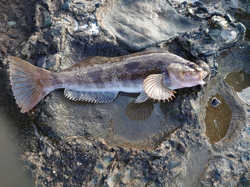 アイナメの釣果