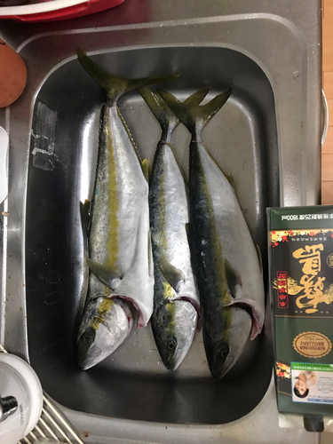 ハマチの釣果