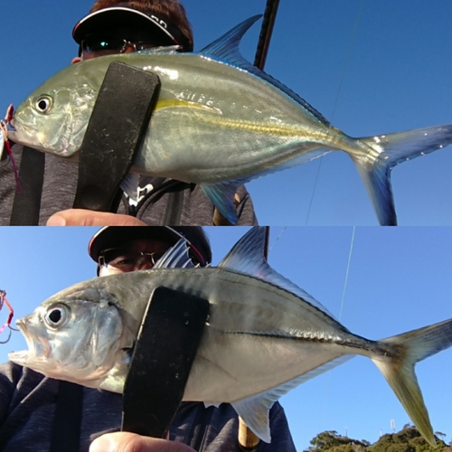 メッキの釣果