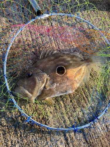 マトウダイの釣果