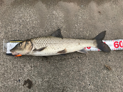 ニゴイの釣果