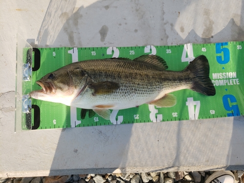 ブラックバスの釣果