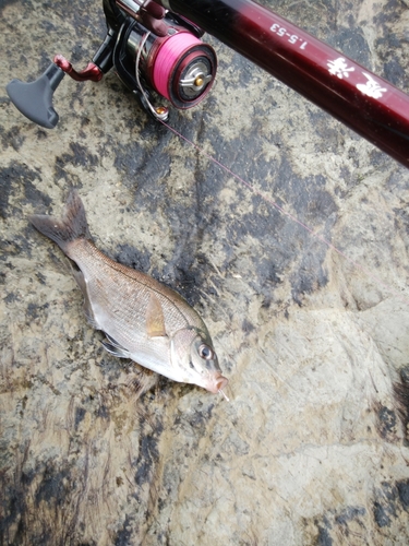 ウミタナゴの釣果