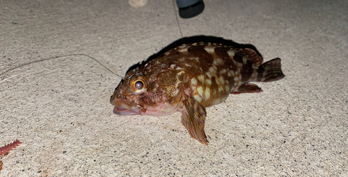 カサゴの釣果