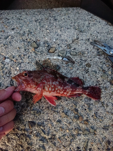 ガシラの釣果