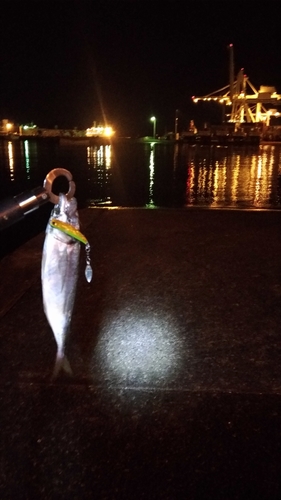 マアジの釣果