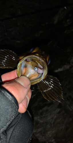 アカメバルの釣果