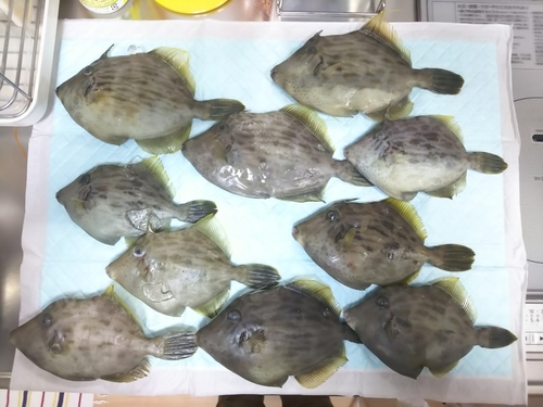 カワハギの釣果