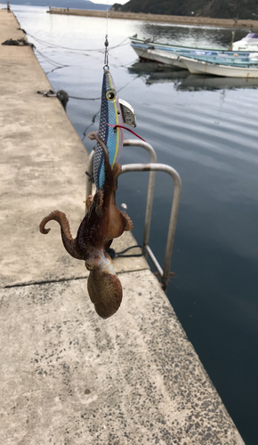 タコの釣果