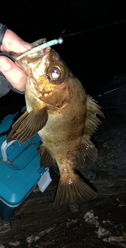 アカメバルの釣果