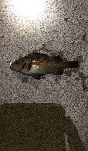 エゾメバルの釣果