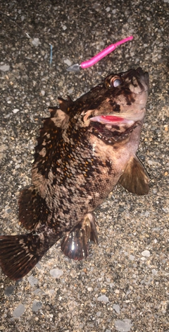 オウゴンムラソイの釣果