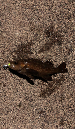 エゾメバルの釣果