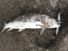 アメマスの釣果