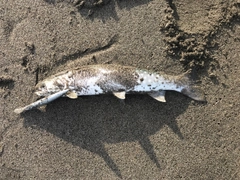 アメマスの釣果