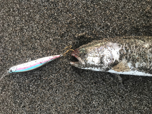 アメマスの釣果