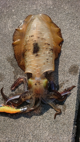 アオリイカの釣果