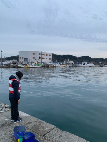 イワシの釣果