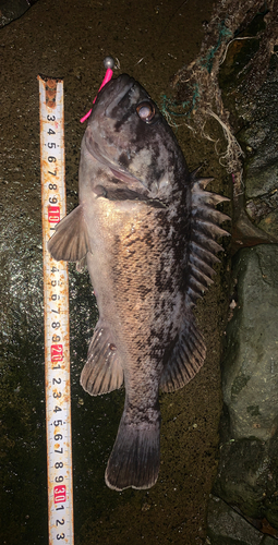 クロソイの釣果