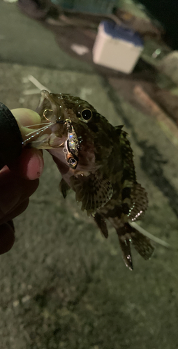 ガシラの釣果