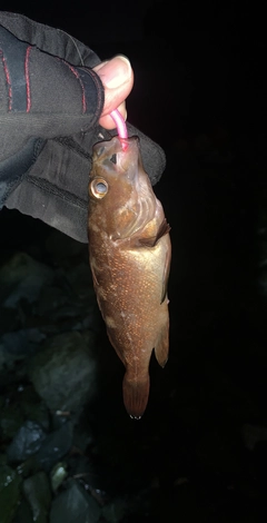 エゾメバルの釣果