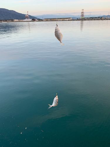 キスの釣果