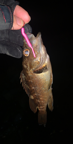 エゾメバルの釣果