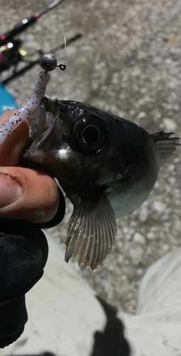 クロメバルの釣果