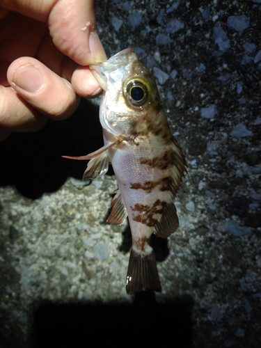 メバルの釣果