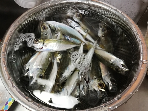 アジの釣果