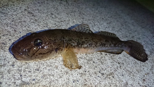 ハゼの釣果