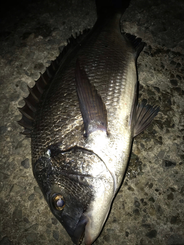 クロダイの釣果