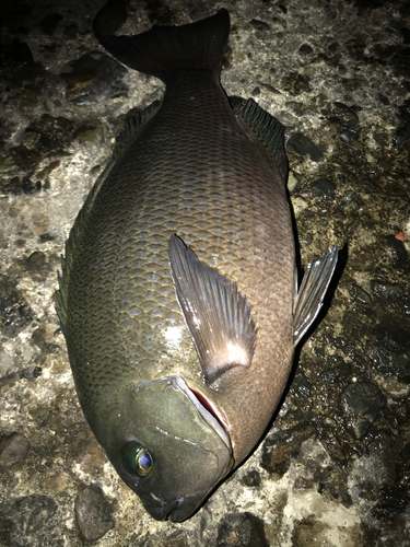 クチブトグレの釣果