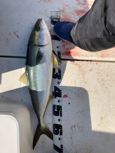 ワラサの釣果