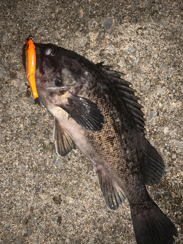 クロソイの釣果