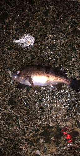 シロメバルの釣果