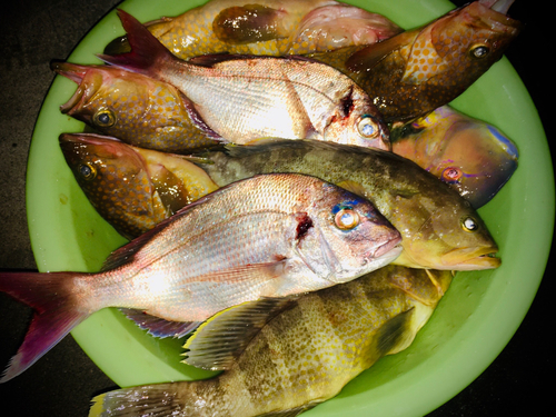 マダイの釣果