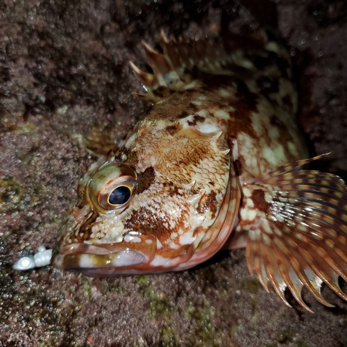 カサゴの釣果