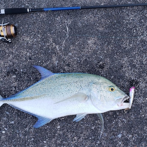 カスミアジの釣果