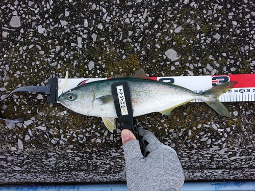 ヤズの釣果