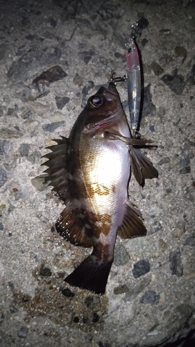 メバルの釣果