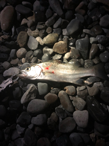 ニベの釣果