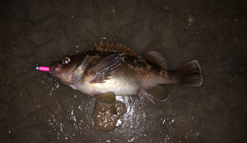 エゾメバルの釣果