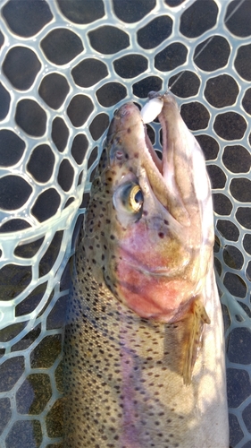 ニジマスの釣果