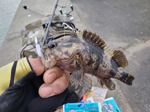 タケノコメバルの釣果